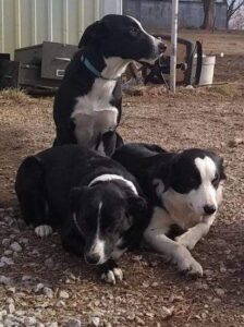 Managing Working Dog Stress Under Stay-at-Home Orders Image